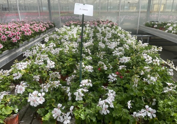 Pelargonium peltatum Happy Face White 24 (12cm)
