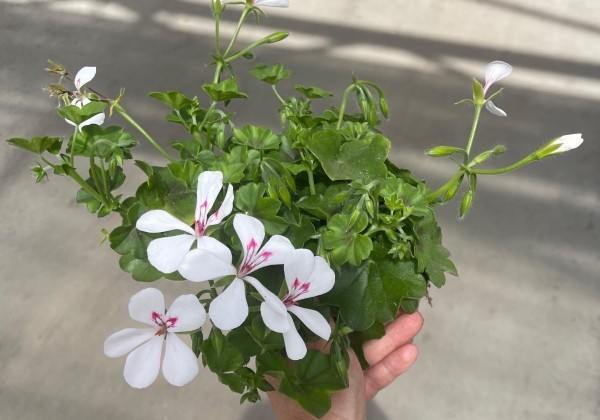 Pelargonium peltatum Happy Face White 24 (12cm)