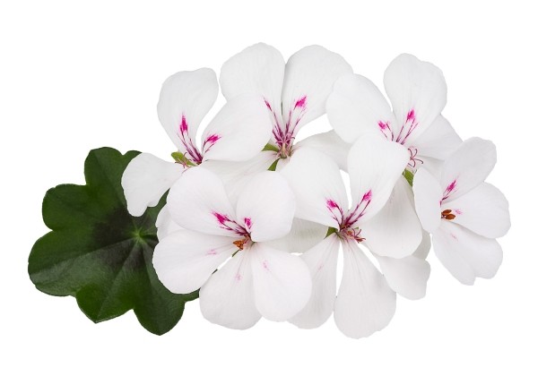 Pelargonium peltatum Happy Face White 24 (12cm)