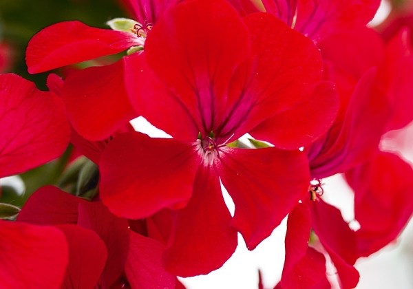 Pelargonium peltatum Happy Face Red (12cm)