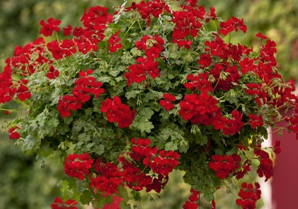 Pelargonium peltatum Happy Face Red (12cm)