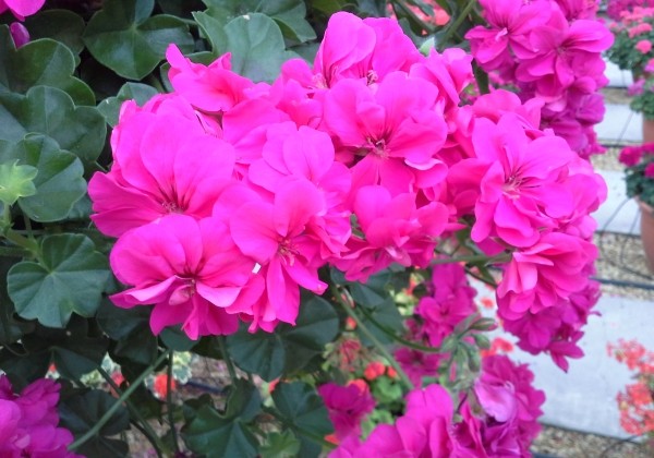 Pelargonium peltatum Rocky
