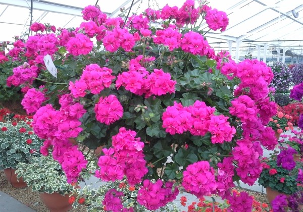 Pelargonium peltatum Rocky