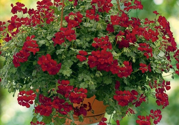 Pelargonium peltatum Happy Face Dark Red (12cm)