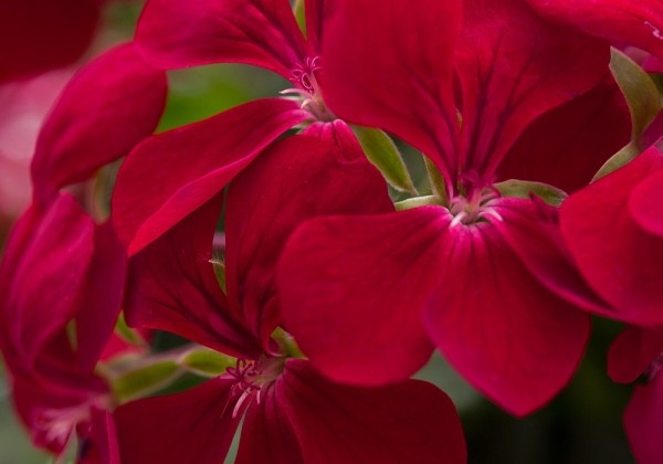 Pelargonium peltatum Happy Face Dark Red (12cm)