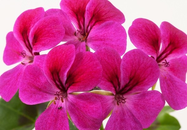 Pelargonium peltatum Happy Face Magenta (XXL)