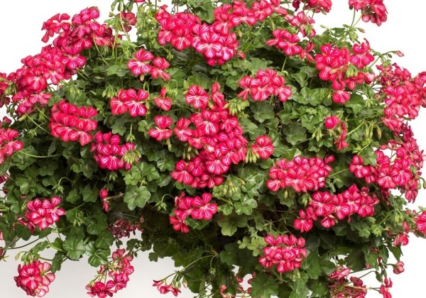 Pelargonium peltatum Happy Face Dark Red Mex (12cm)