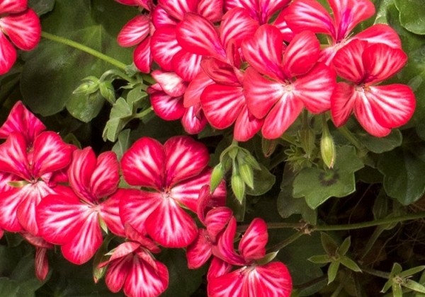 Pelargonium peltatum Happy Face Dark Red Mex (12cm)