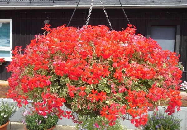 Pelargonium peltatum Evka (12cm)