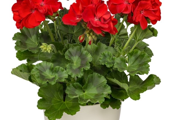 Pelargonium zonale Carmina