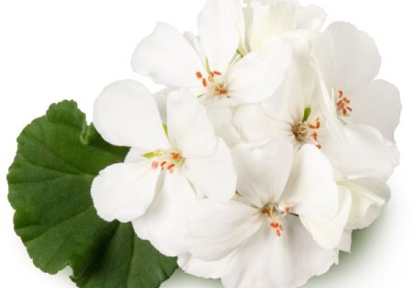 Pelargonium zonale White Ice