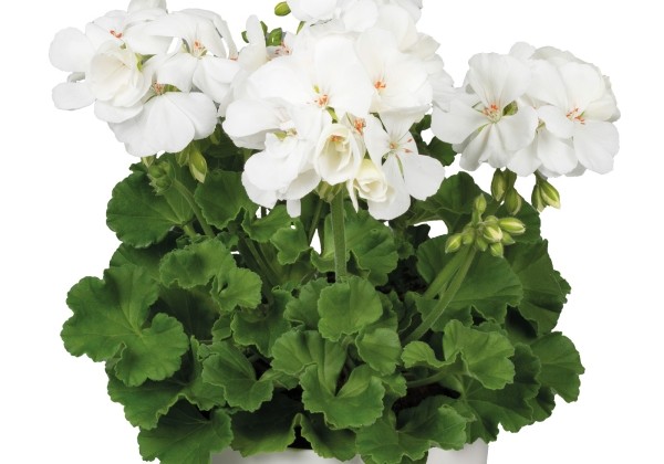 Pelargonium zonale White Ice