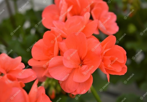 Pelargonium zonale Stefanie