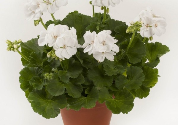 Pelargonium zonale Iceberg