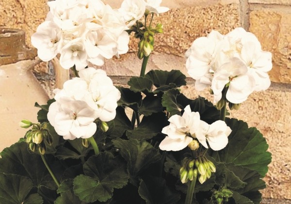 Pelargonium zonale Clara