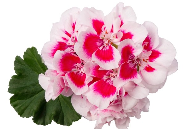 Pelargonium zonale Spanish Wine White Splash