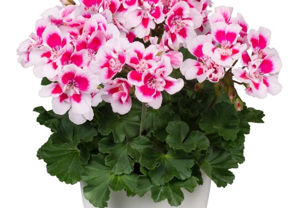 Pelargonium zonale Spanish Wine White Splash