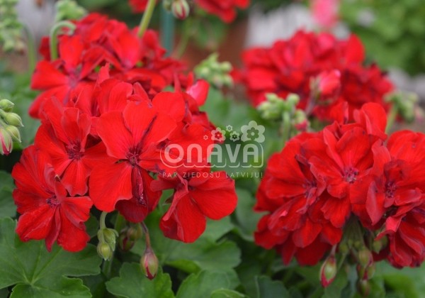 Pelargonium peltatum zonale Cassiopeia (XXL)