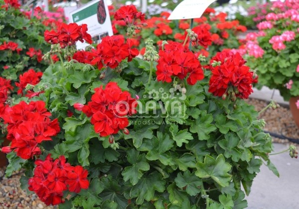 Pelargonium peltatum zonale Cassiopeia (XXL)