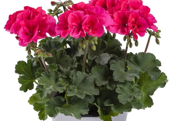 Pelargonium interspecific TWOinONE Patio Coral (XXL)