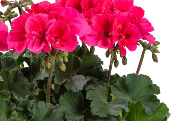 Pelargonium interspecific TWOinONE Patio Coral (XXL)