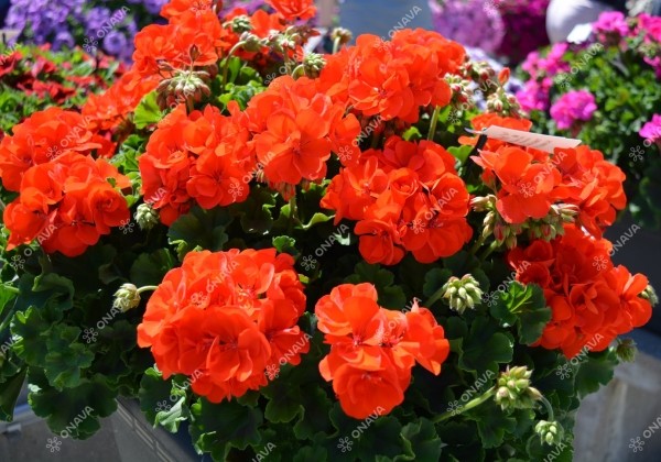 Pelargonium peltatum zonale TWOinONE Scarlet (XXL)