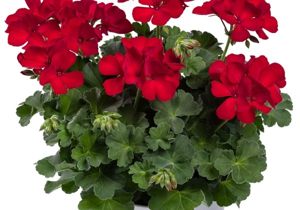 Pelargonium peltatum zonale TWOinONE Dark Red (XXL)