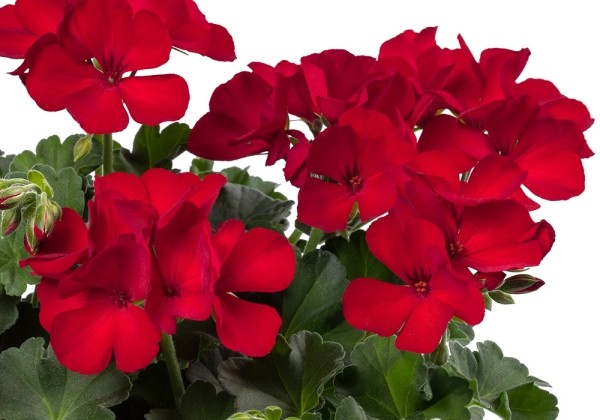 Pelargonium peltatum zonale TWOinONE Dark Red (XXL)
