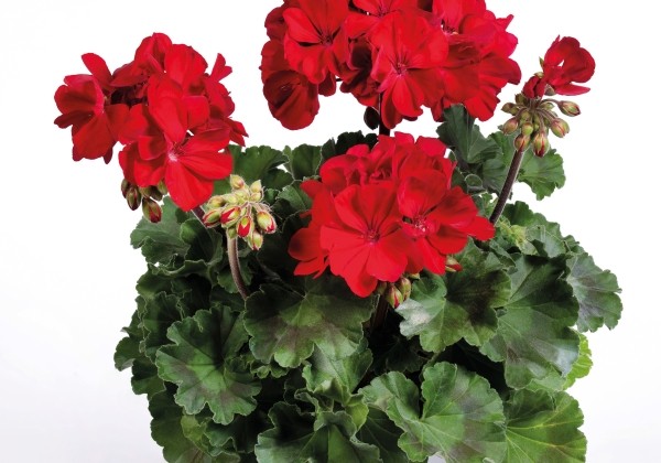 Pelargonium peltatum zonale TWOinONE Ruby Red (XXL)