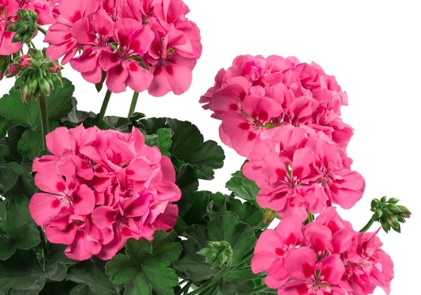 Pelargonium interspecific TWOinONE Pink Splash (XXL)