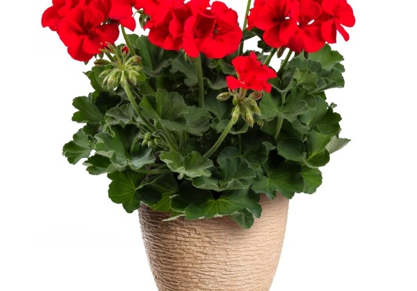 Pelargonium peltatum zonale TWOinONE Patio Scarlet Kiss (XXL)