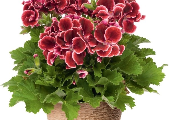 Pelargonium grandiflorum Aristo Red Beauty