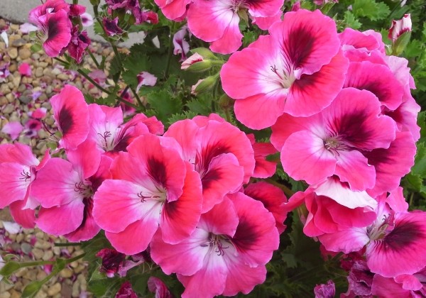 Pelargonium grandiflorum Aristo Salmon
