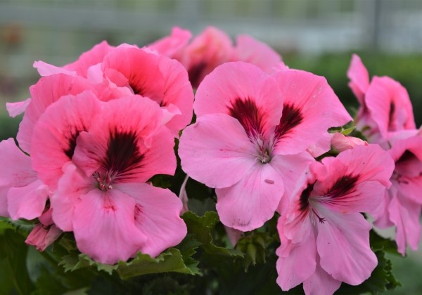 Pelargonium grandiflorum Aristo Pink