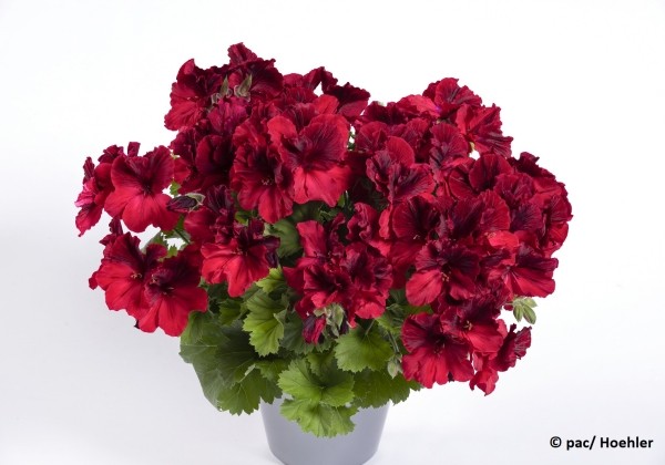 Pelargonium grandiflorum Aristo Deep Red