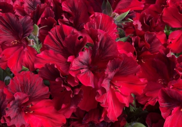 Pelargonium grandiflorum Aristo Deep Red