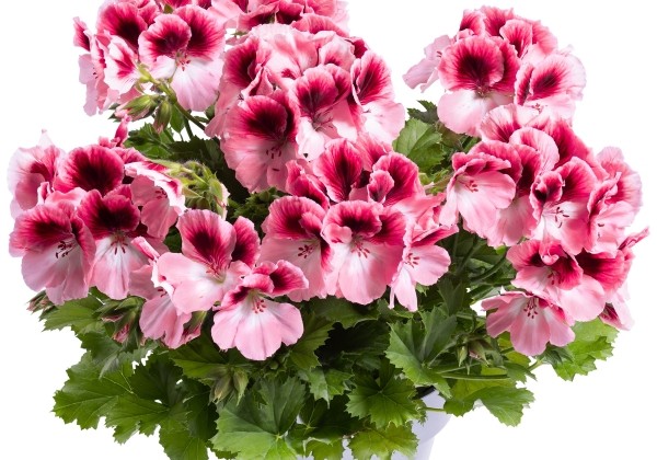 Pelargonium grandiflorum Aristo Romance