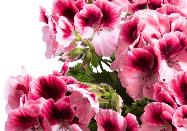 Pelargonium grandiflorum Aristo Romance