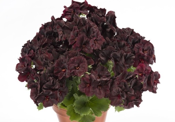 Pelargonium grandiflorum Aristo Black Velvet