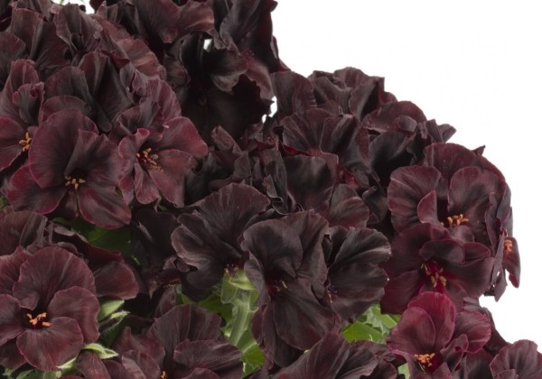 Pelargonium grandiflorum Aristo Black Velvet (12cm)