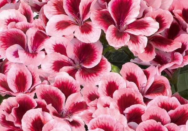 Pelargonium grandiflorum Aristo Strawberry Cream