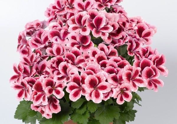 Pelargonium grandiflorum Aristo Strawberry Cream