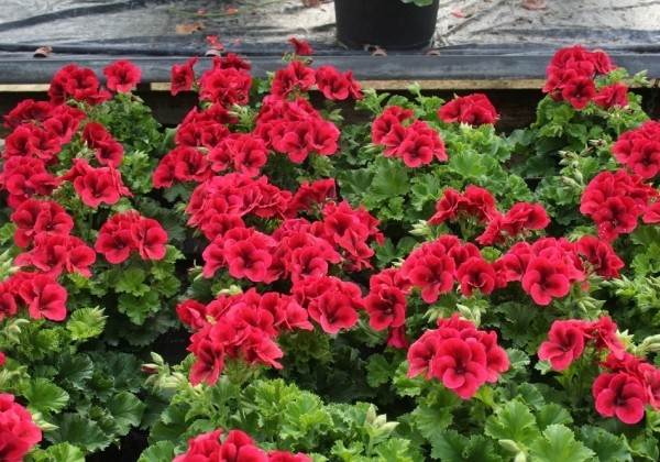 Pelargonium grandiflorum Candy Flowers Bright Red (12cm)