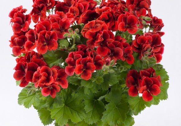 Pelargonium grandiflorum Candy Flowers Bright Red (12cm)