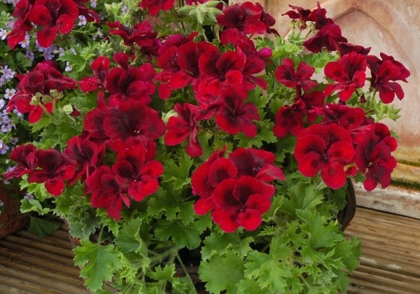 Pelargonium grandiflorum Candy Flowers Dark Red