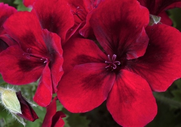 Pelargonium grandiflorum Candy Flowers Dark Red
