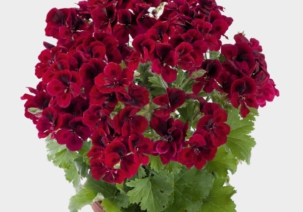 Pelargonium grandiflorum Candy Flowers Dark Red (12cm)