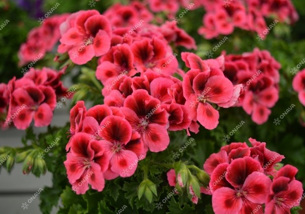 Pelargonium grandiflorum Candy Flowers Pink with Eye