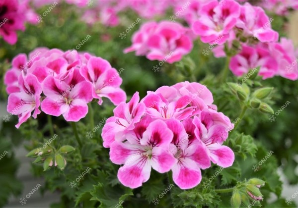 Pelargonium grandiflorum Pinkerbell