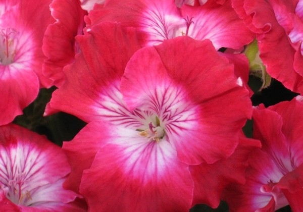 Pelargonium grandiflorum Bermuda Cherry (12cm)
